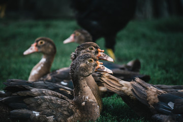 Small flock of gray and brown ducks walking on yard of farmhouse in sunlight.