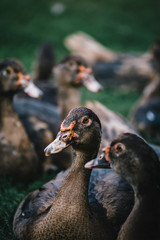 Small flock of gray and brown ducks walking on yard of farmhouse in sunlight.