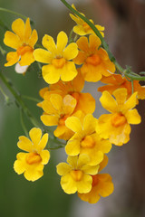 Elfensporn Blüten (Diascia)