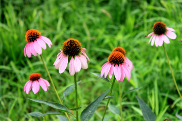 Pink Fall aster sunflower with a wasp