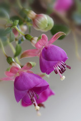Fototapeta na wymiar Fuchsien (Fuchsia) Blüten