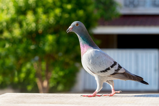 homing pigeon bird perching on home loft