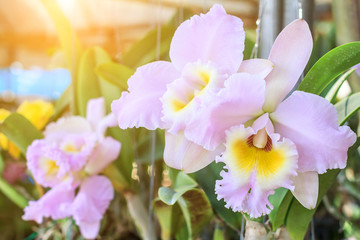 Orchid flower in the garden at winter or spring day for postcard beauty agriculture idea concept...