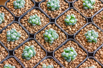 Succulents or cactus in plastic pot at tree market for decoration and landscape idea concept design.