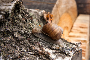Burgundy snail (Helix, Roman snail, edible snail, escargot) crawling on the trunk of old aspen tree.