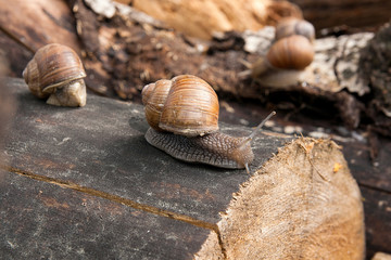 Close up view of Burgundy snail (Helix, Roman snail, edible snail, escargot) crawling on the trunk of old pine tree. .