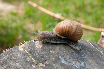 Close up view of Burgundy snail (Helix, Roman snail, edible snail, escargot) crawling on the trunk of old pine tree and green grass on background. .