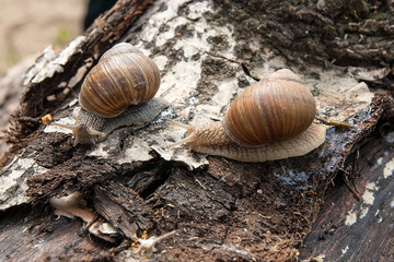 Two Burgundy snails (Helix, Roman snail, edible snail, escargot) crawling on the trunk of old aspen tree. .