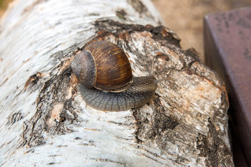 Burgundy snail (Helix, Roman snail, edible snail, escargot) crawling on the trunk of old birch tree. .
