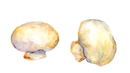 Fototapeta na wymiar Isolated hand painted mushrooms champignon