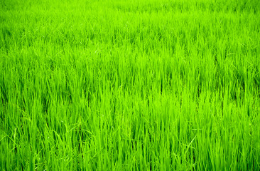 Rice field scenery in the countryside, green background