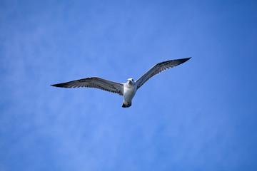 Flying seagull against the blue sky background.
Wild nature of Russia.