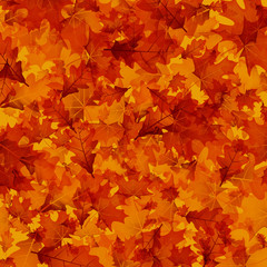 Naklejka na ściany i meble Autumn background with orange leaves.