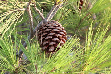 Obraz premium Pinea / Cones of conifers / Pine tree and cones