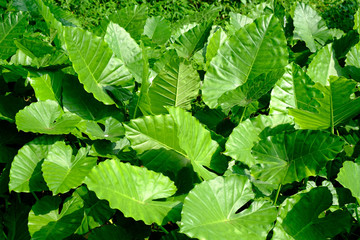 Alocasia odora leaves