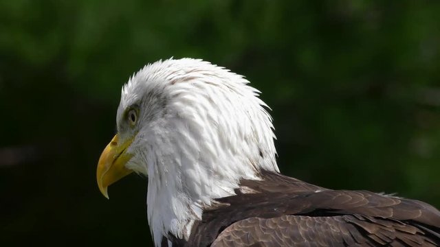 bald eagle side profile sunny with ruffled feathers 4k