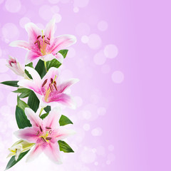 bokeh abstract glitter lighflower White lilies on a color backgroundts background