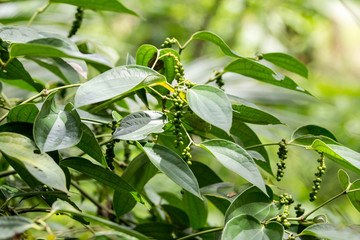 Green Peppercorn