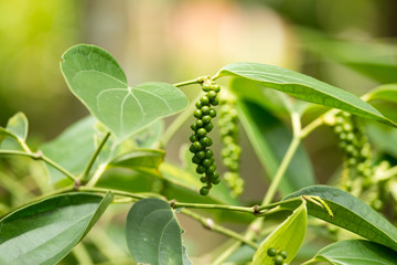 Green Peppercorn
