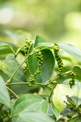 Obraz premium Green Peppercorn