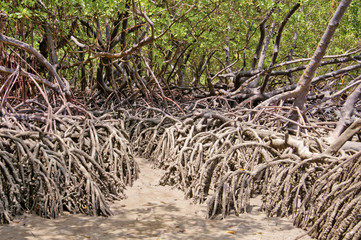 Mangrove near Recife, Brazil