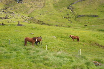 Fototapeta na wymiar Icelandic horse in a field,Iceland.