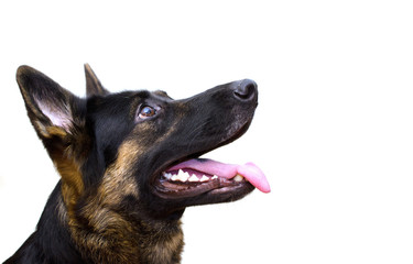 Cute German shepherd looking up (isolated on white), with copy space on the right