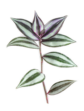 Beautiful Tradescantia Zebrina on white background