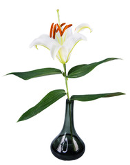 flower lily on a white background with copy space for your message