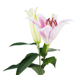 flower lily on a white background with copy space for your message