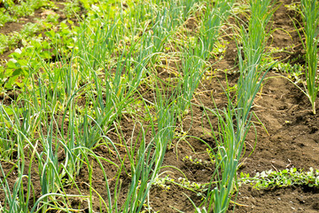 Green onion growing in garden on sunny day
