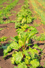 Young beet plants growing in vegetable garden