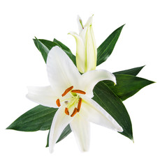 flower lily on a white background with copy space for your message