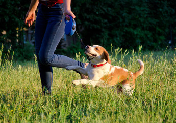 Cute playful beagle puppy running next to its owner and pulling its leash with its teeth - obrazy, fototapety, plakaty