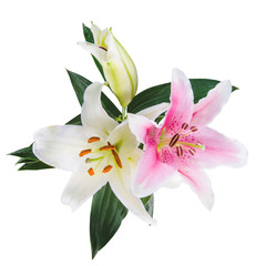 flower lily on a white background with copy space for your message
