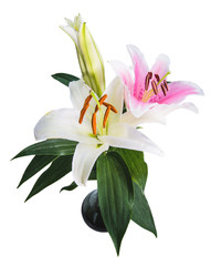 flower lily on a white background with copy space for your message
