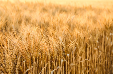 View of beautiful wheat field