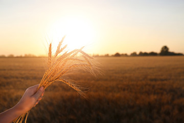 Woman holding spikelets in field at sunset