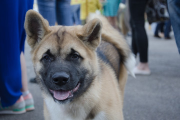 Lonely stray dog among human legs in a crowd in the street (selective focus on the dog eyes)