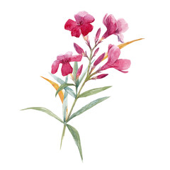 Watercolor floral branch
