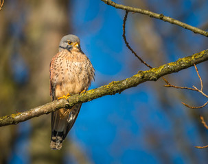 kestrel sitting on a twig