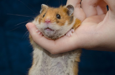 Funny cute Syrian hamster hanging on a human finger (against the dark background), selective focus on the hamster eyes