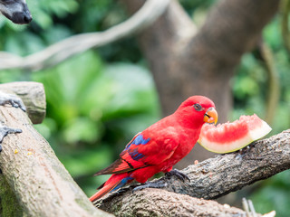 Australian Rainbow Lorikeet, Trichoglossus moluccanus, eating watermelon