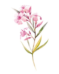 Watercolor floral branch
