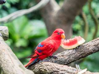 Australian Rainbow Lorikeet, Trichoglossus moluccanus, eating watermelon