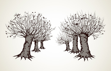 Alley of leafless trees. Vector drawing