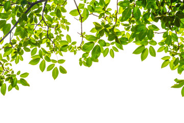 Green leaf and branches on white background