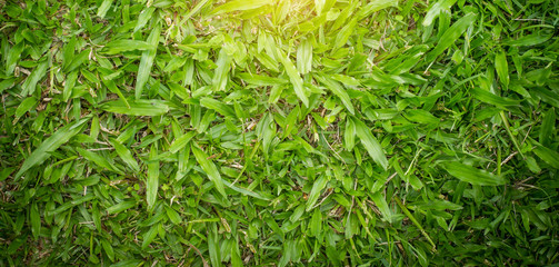 Green grass texture, Natural background