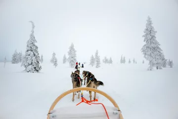 Zelfklevend Fotobehang Husky dog sledding in Lapland, Finland © Delphotostock