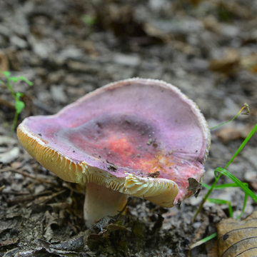 russula olivacea mushroom